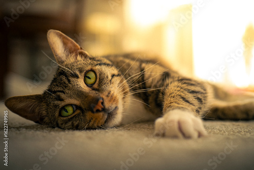 cat lying on the carpet