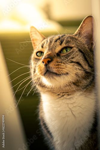 close up of a cat