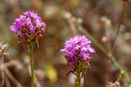 Wallpaper Mural   Zwei Pyramiden-Hundswurz (Anacamptis pyramidalis) Blüten Torontodigital.ca