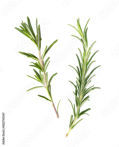 Papier peint fresh rosemary sprigs isolated on white background