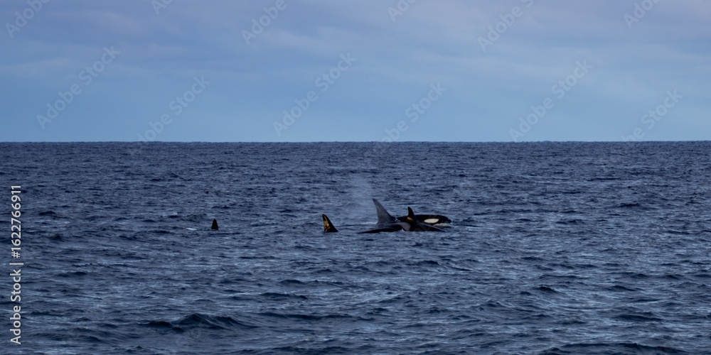 Obraz premium Wild Orcas Swimming In The Arctic Fjord 