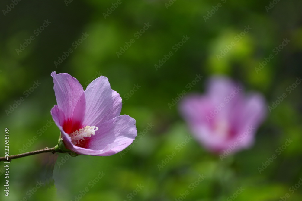 Fototapeta premium 夏の茶室を彩る