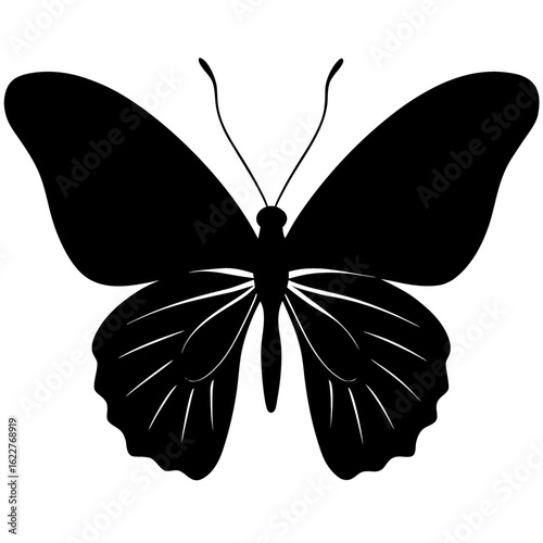 Silhouette illustration of a butterfly with detailed wings and antennae on a white background design art