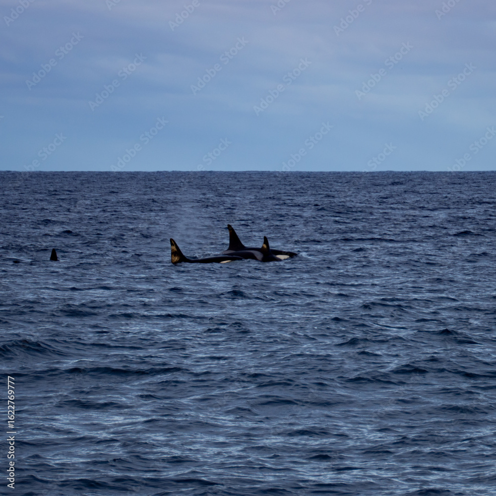 Fototapeta premium Orcas In The Fjords Of Northern Norway 