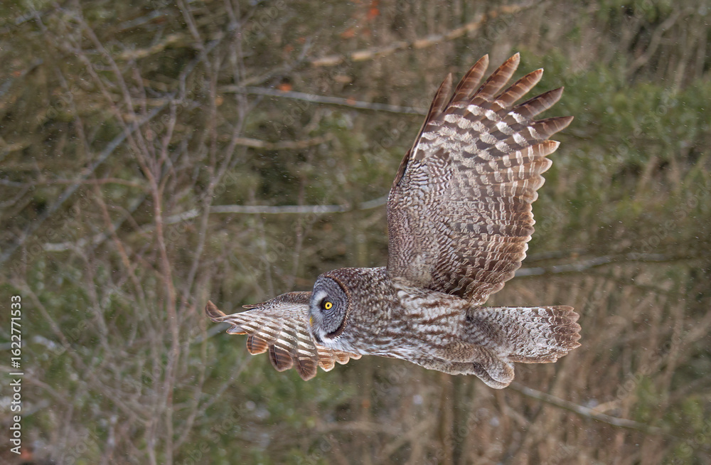 Fototapeta premium Great grey owl with wings spread out in flight hunting over a snow covered field in Canada