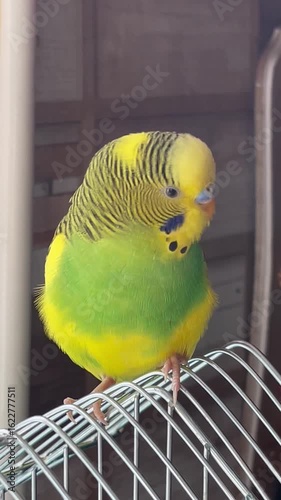 A close-up portrait of a vibrant yellow and green budgerigar (parakeet) perched on its metal cage, looking curious and alert.