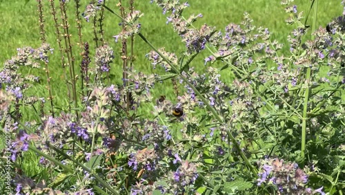 Bees, butterflies, and other insects pollinate flowers in the summer garden.
