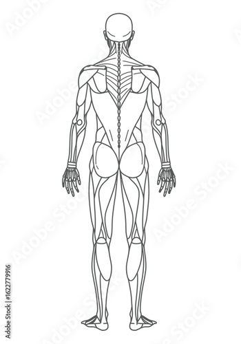 Human anatomy drawing. It is a black and white outline of human anatomy, specifically the back muscles and skeletal structure, for scientific study. Vector sketch line art draw.