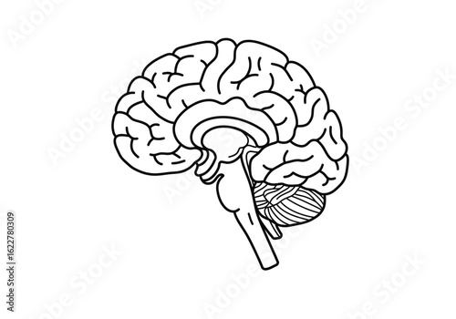 Brain stem drawing. It is a black and white outline of the brain and brainstem, showcasing key anatomical parts like cerebrum, cerebellum, and medulla. Vector sketch line art draw.