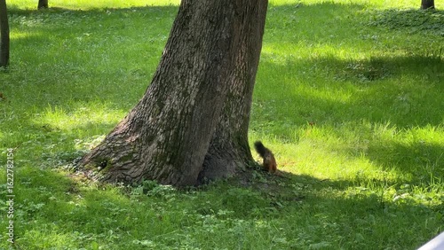 A squirrel in a summer park near a tree. The sun's rays fall on the green grass.