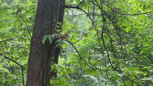 A squirrel is sitting on a tree in a summer park. Animal. Nature. The branches of a green tree are hanging down.