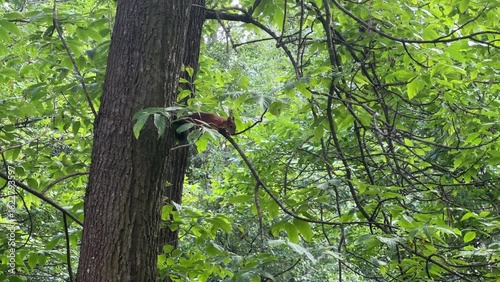 A red squirrel is watching the world from a tree in a summer forest.