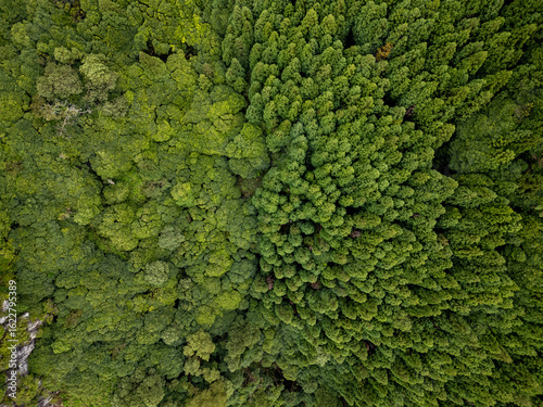Aerial view of dense, verdant treetops create a mosaic of deep greens and lighter shades, a natural tapestry stretching across the landscape, Lagoa, Azores, Portugal.