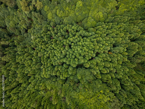 Aerial view of the dense, verdant canopy, a tapestry of varying green hues creating a captivating natural mosaic, Lagoa, Azores, Portugal.