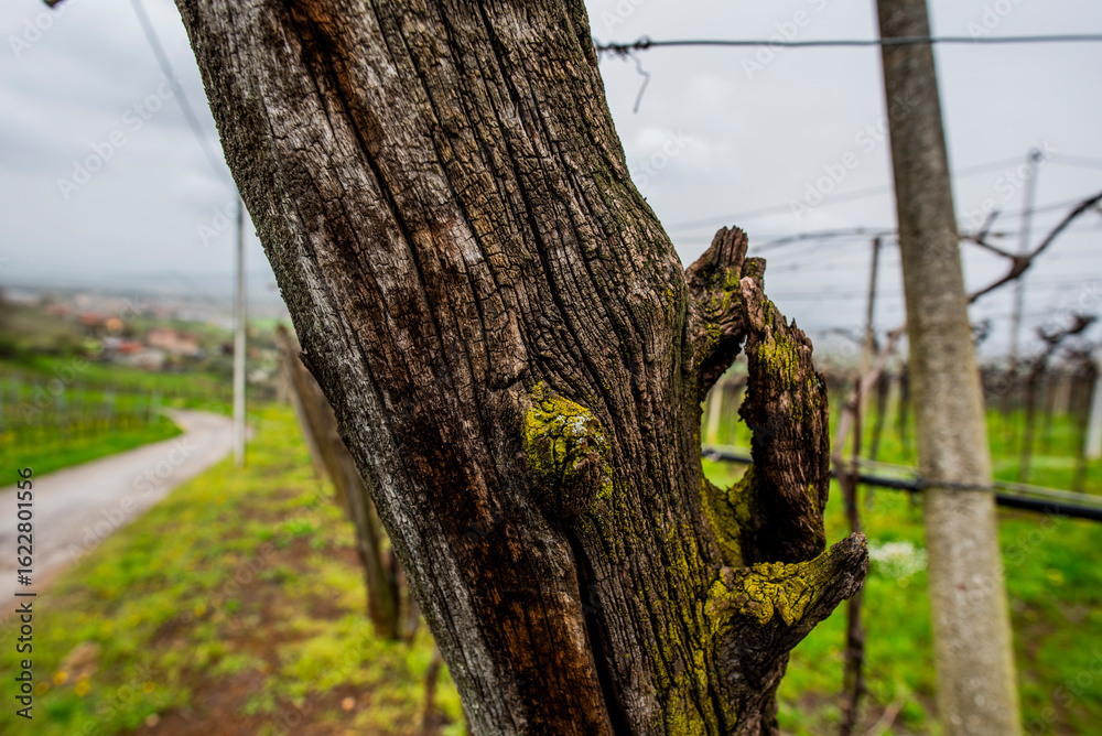 Obraz premium 2024 03 30 Meledo moss on wood 14