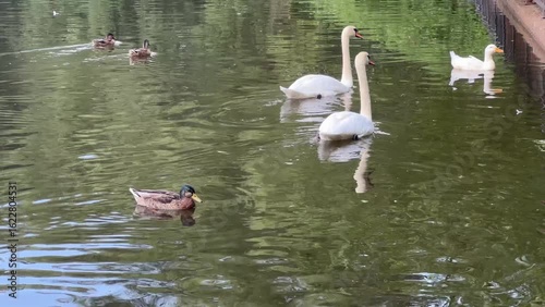 White swans and ducks swim in the river looking for food.