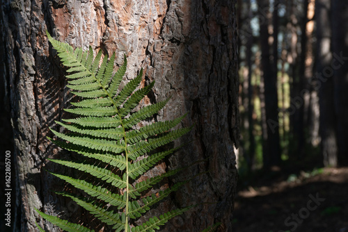Green leaves sprouting from a tree branch