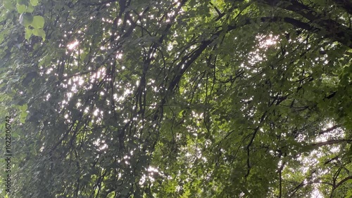 A background of tree branches in a summer forest.