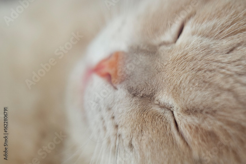 selective focus shot of a cute sleeping cat