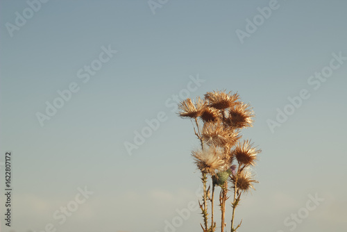 dry thorn bush with a bud on the sky background