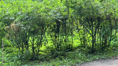 A squirrel climbed a bush in the park.