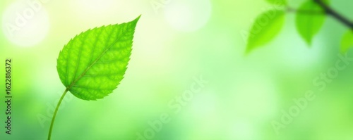 Isolated bright green leaf, airy light background, clean design , fresh, natural, eco