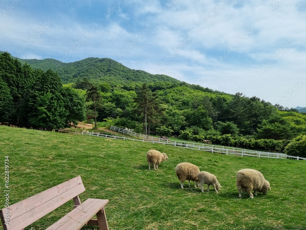 Obraz premium 목초