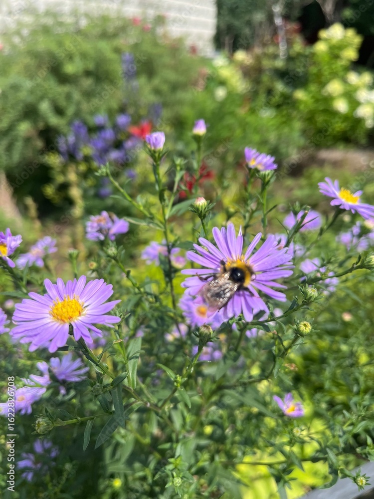 Obraz premium flowers in the garden