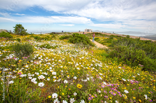 Coastal dunes covered in brightly coloured wild flowers in the West Coast National Park in South Africa in August