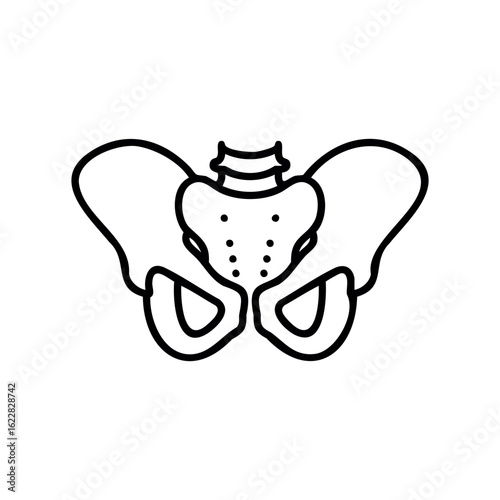 Simple line drawing of human pelvis structure – stock vector icon in line style
