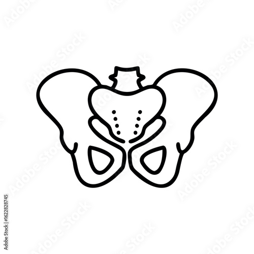 Anatomical diagram of human female pelvis structure – stock vector icon in line style