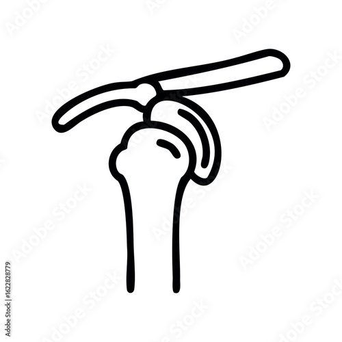Human shoulder anatomy line drawing with bone and ligament detail – stock vector icon in line style