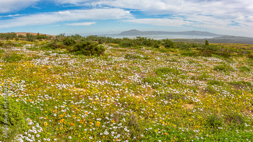 Obraz premium A panoramic view on a colourful field of daisy flowers in the West Coast National Park in South Africa