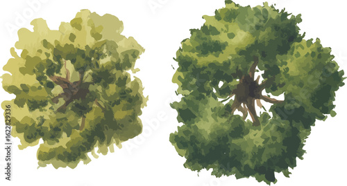 Watercolor illustration of two tree crowns viewed from above with yellow-green and dark green foliage on a white background

