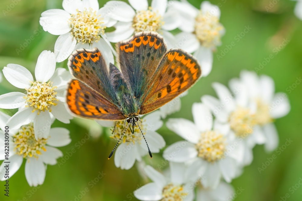 Obraz premium A female sooty copper sits on the white flower. Lycaena tityrus. Portrait of a small orange butterfly