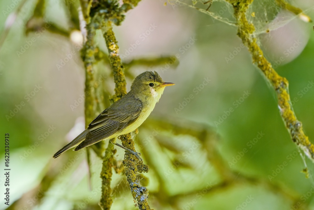 Obraz premium A icterine Warbler sits on a branch. Hippolais icterina. Wildlife scene from czech nature. 
