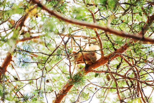 A cute European red squirrel gnaws a nut while sitting on a pine tree.