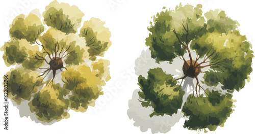 Watercolor illustration of two tree crowns viewed from above with yellow-green and dark green foliage on a white background


