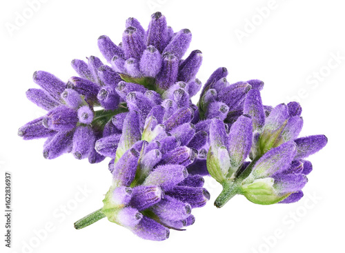 lavender flowers, isolated on transparent background