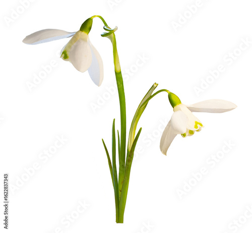 Papier peint snowdrop flowers isolated on transparent background.