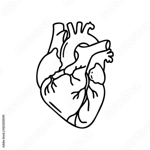 Detailed anatomical heart illustration highlighting vessels and chambers – stock vector icon in line style