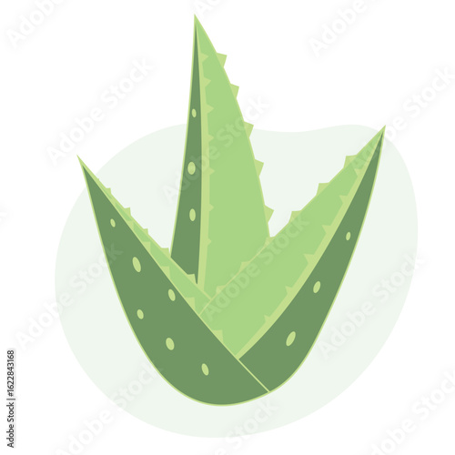 Aloe Vera bush isolated on white background. Green plant for design, card, advertising, sale and decor. 