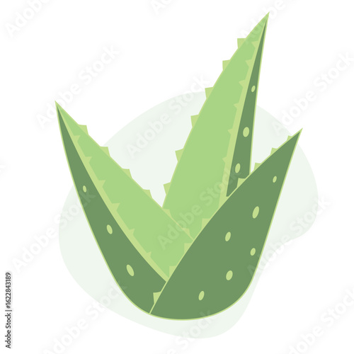 Aloe Vera bush isolated on white background. Green element for design, card, advertising, sale and decor.	