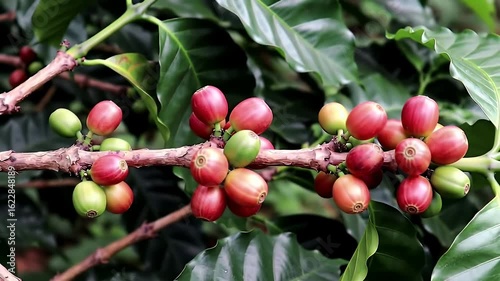 Wallpaper Mural Close Up of Raw Coffee Cherries on Branch with Green Leaves on a Coffee Plant Torontodigital.ca