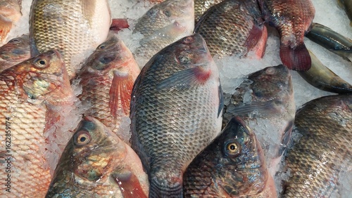 background of fish design for fresh and seafood concept