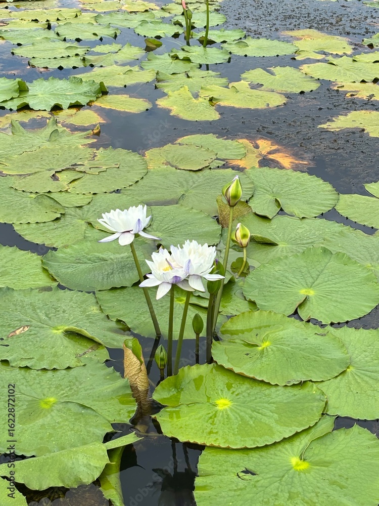blooming water lilies in the pond blooming water lilies in the pond