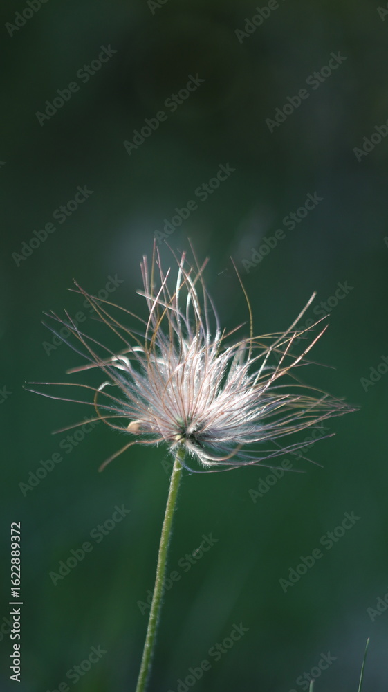 Fototapeta premium Paprastoji šilagėlė. Gėlė, kuri yra įtraukta į Lietuvos Raudonąją knygą. Ji taip atrodo, kai baigiasi jos žydėjimas. Common schilagėlė. A flower that is listed in the Lithuanian Red Book.