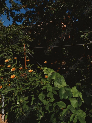 Wild Garden with Yellow Blossoms