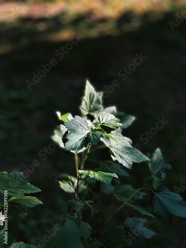 Blackcurrant Leaves in the Forest Shade