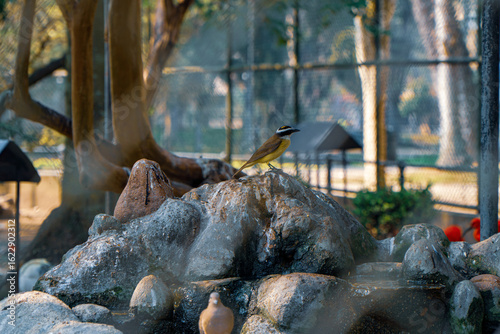 Bild auf Leinwand beautiful birds on a public walk in Curitiba